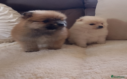 Pomeranian dogs for sale: Miniature Pomeranian puppies - Image 4