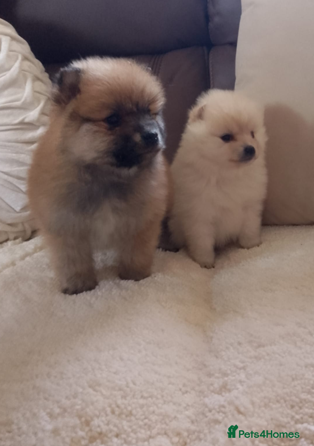 Pomeranian dogs for sale: Miniature Pomeranian puppies - Image 4