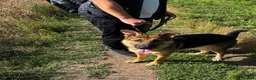 German Shepherd dogs for sale: Gorgeous 11 month's boy looking for his ideal home - Advert 7