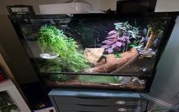 Gecko reptiles for sale: Female Madagascar high red giant day gecko - Image 4