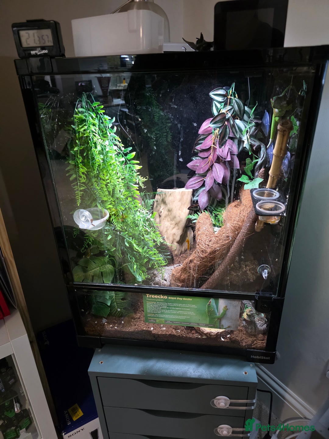 Gecko reptiles for sale: Female Madagascar high red giant day gecko - Image 4