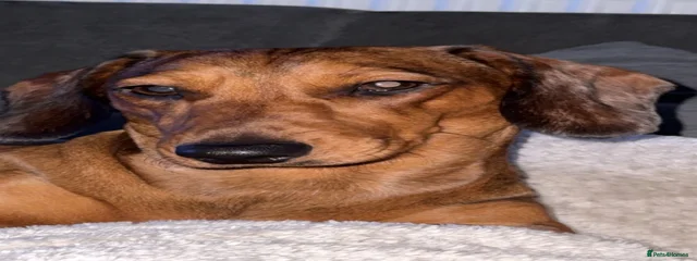 pablo