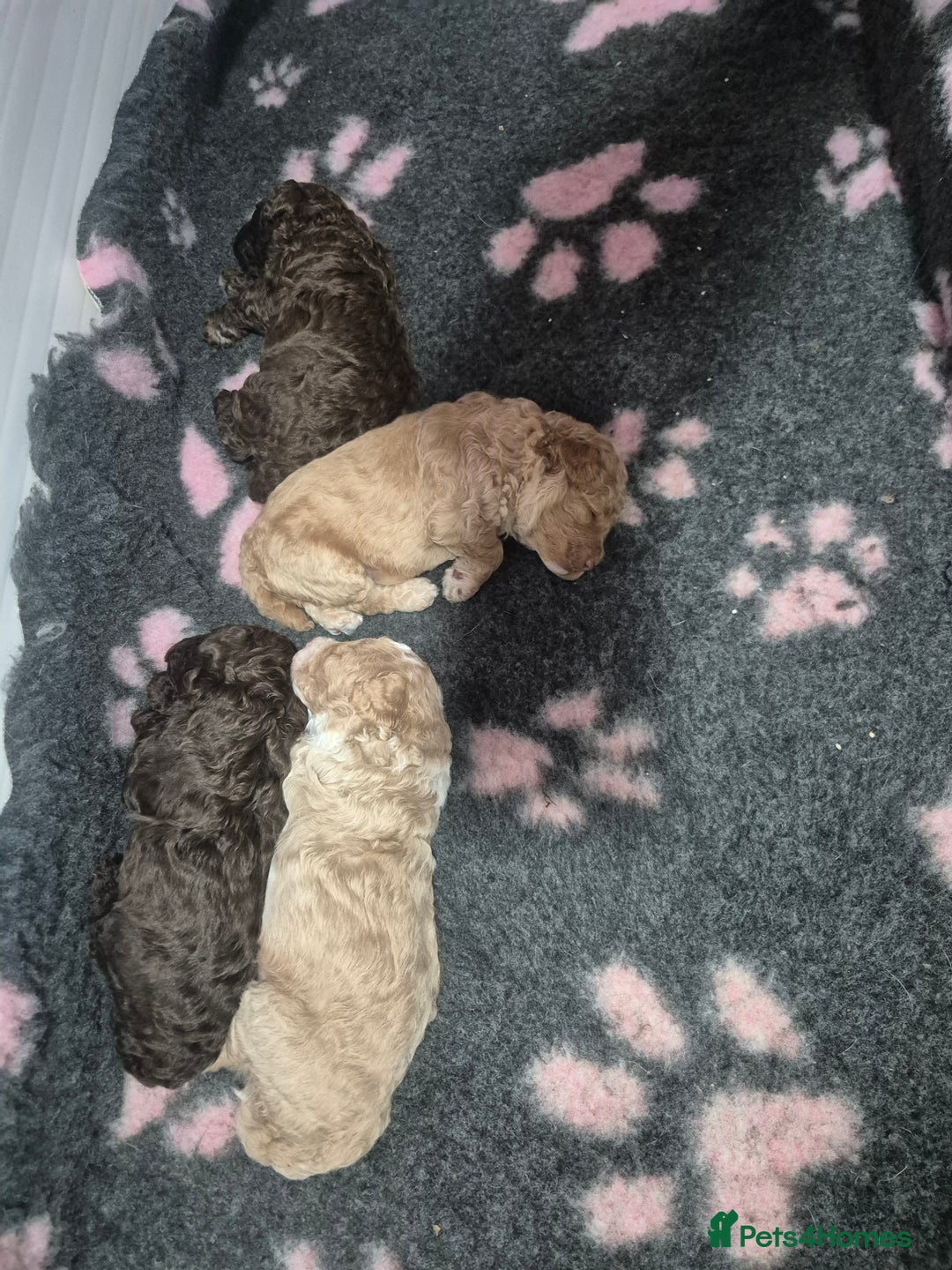 Labradoodle dogs for sale: Stunning F3 miniature labradoodles!  - Advert 25