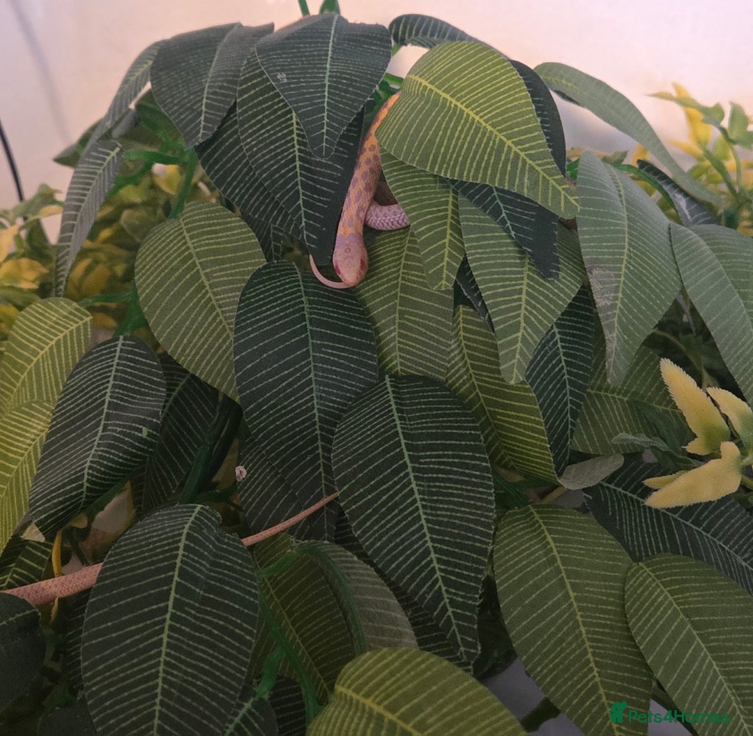 Garter Snake reptiles for sale: Albino Checkered Garter Snake Babies  - Image 4