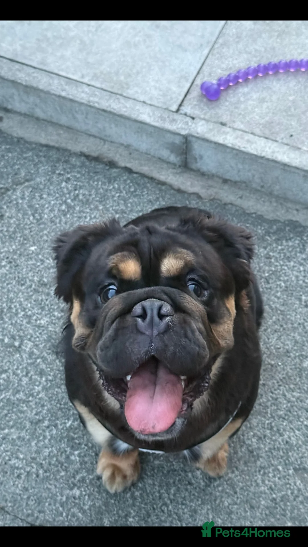 English Bulldog dogs for stud: Fluffy English bulldog for stud - Advert 2