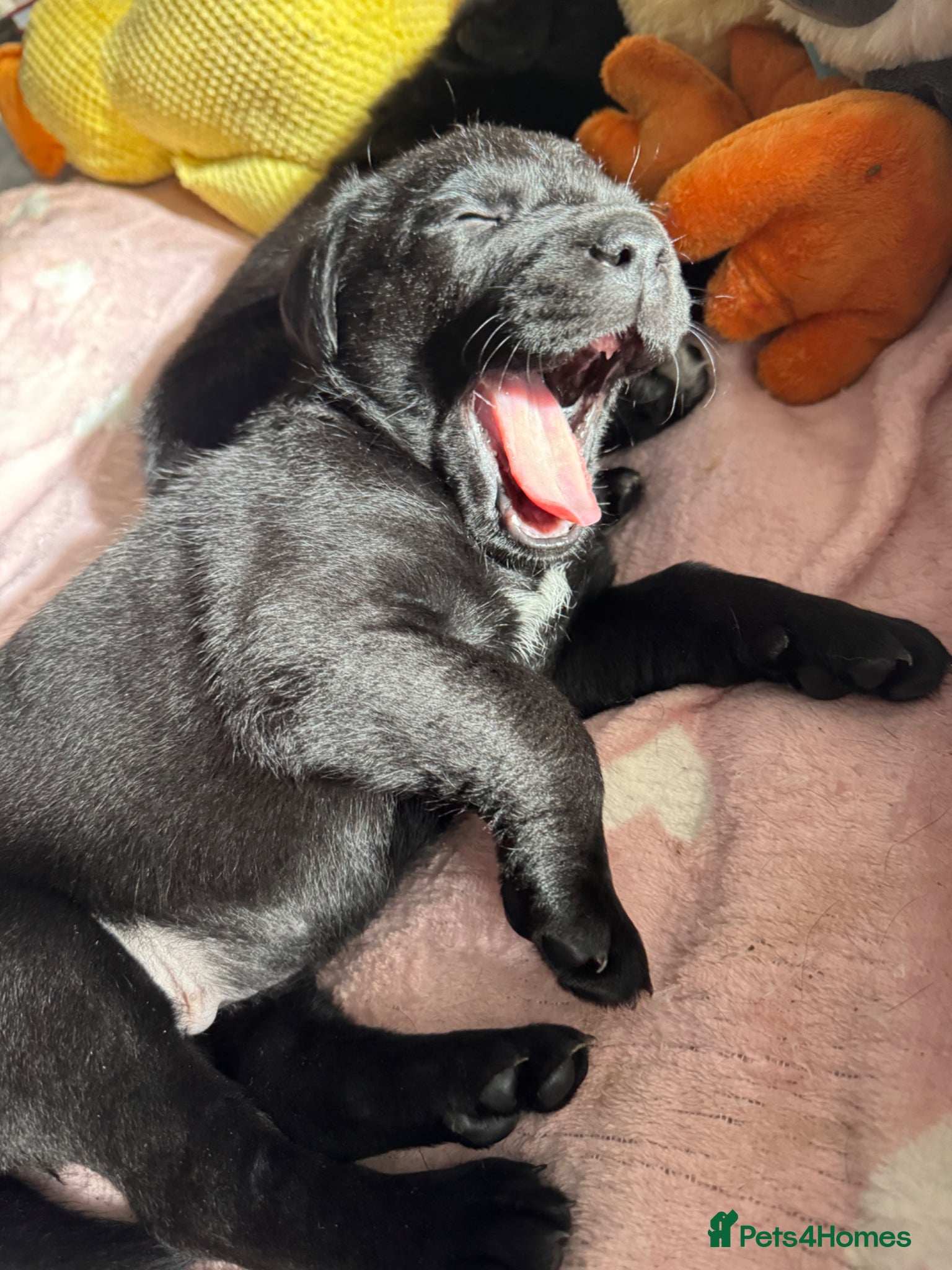 Mixed Breed dogs Labrador  x German Shepherd Puppies - Advert 2