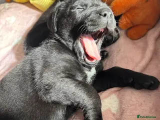 Mixed Breed dogs Labrador x German Shepherd Puppies - Advert 2