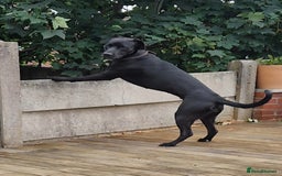 Mixed Breed dogs for sale: Greyhound x terriers x presa. - Image 2