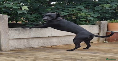 Mixed Breed dogs - Advert 3