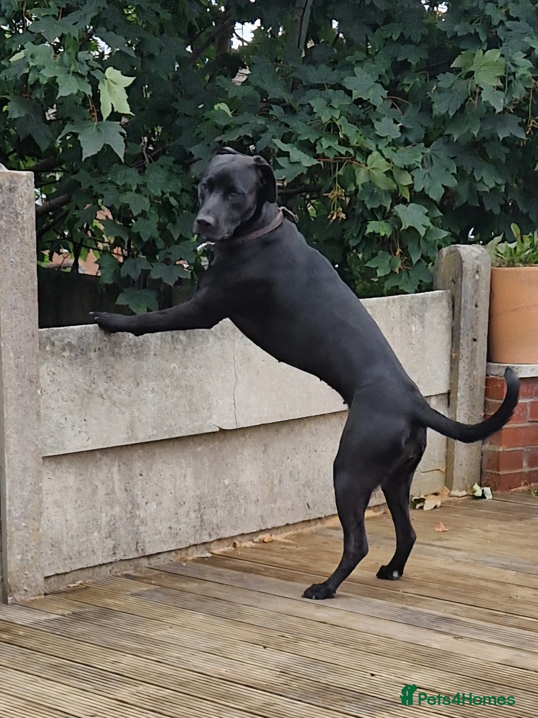 Mixed Breed dogs for sale: Greyhound x terriers x presa. - Image 2