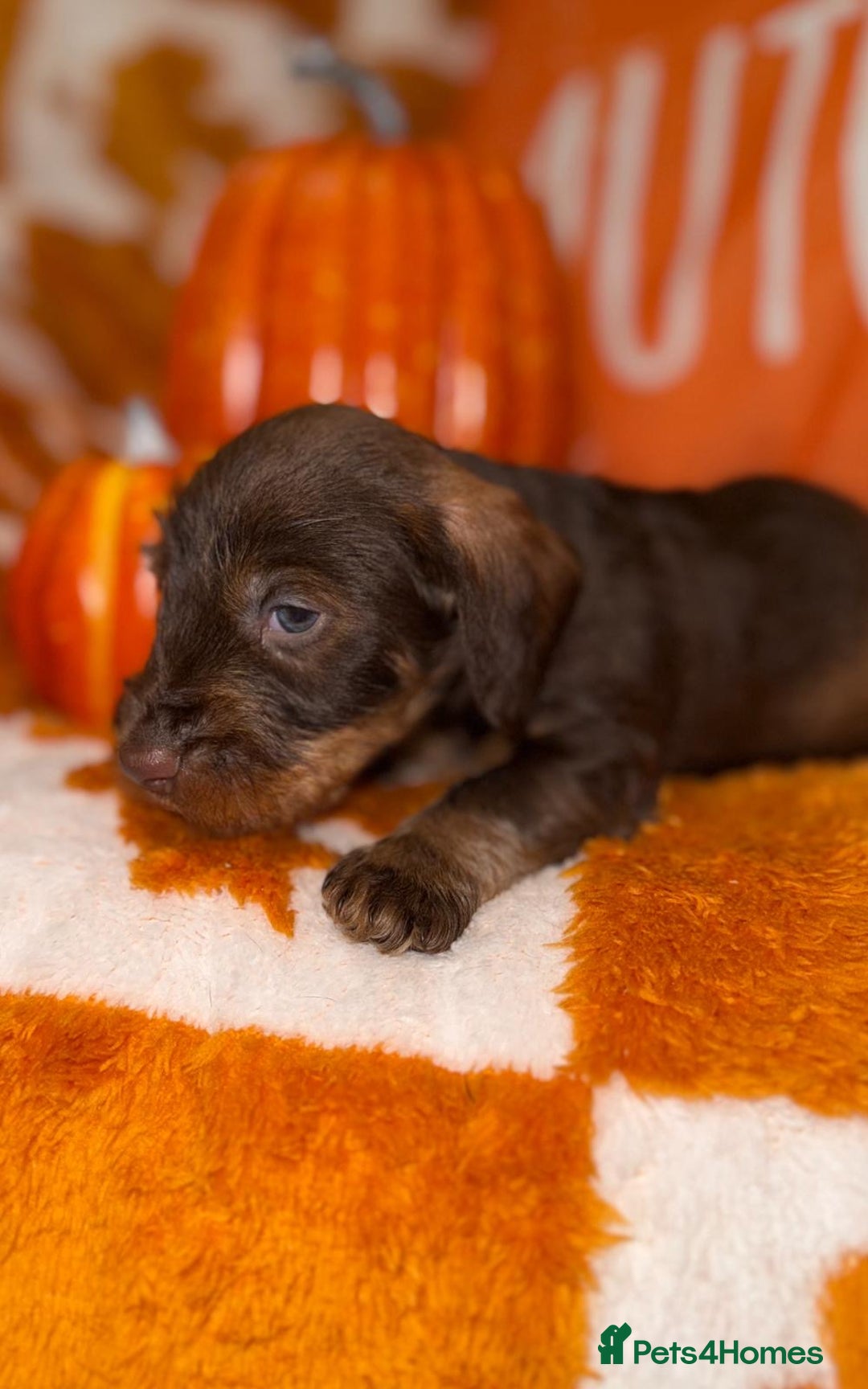 Dachshund dogs for sale: 🩷💙Stunning KC Wire haired Dachshunds🩷💙 - Image 19