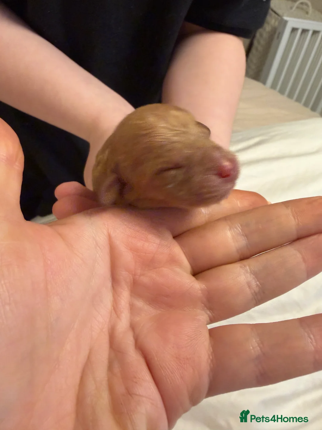 Cavapoo dogs for sale:  EXTRA TINY & CURLY female F2 toy cavapoo puppies - Advert 13