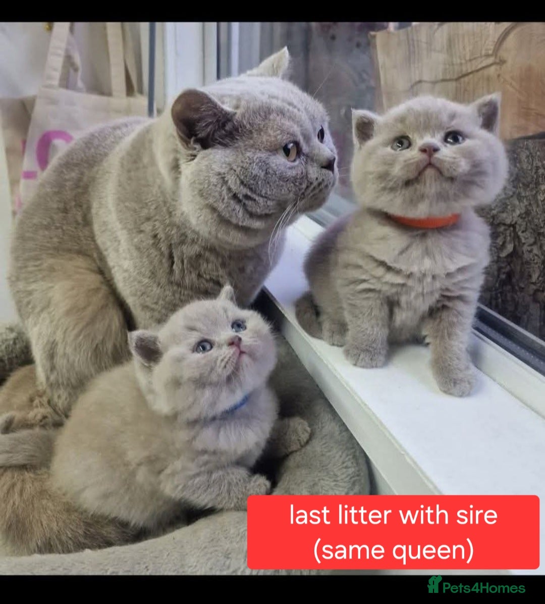 British Shorthair cats for sale: Chunky champion Gccf british shorthair kittens in Bradford - Advert 1