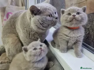 British Shorthair cats Chunky champion Gccf british shorthair kittens - Advert 11