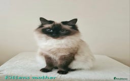 Ragdoll cats for sale: Ragdoll kittens (2 boys left) - Image 5