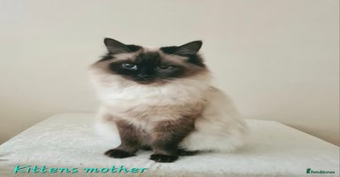 Ragdoll cats - Advert 5
