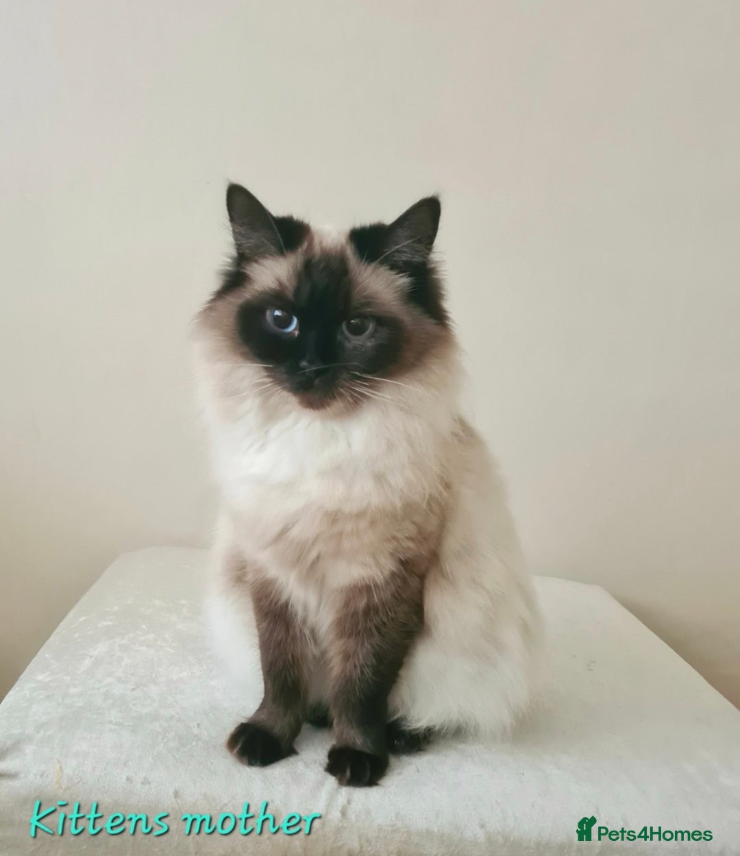 Ragdoll cats for sale: Ragdoll kittens (2 boys left) - Image 5