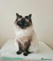 Ragdoll cats - Advert 5