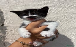 Mixed Breed cats for sale: 4 Kittens  - Image 18