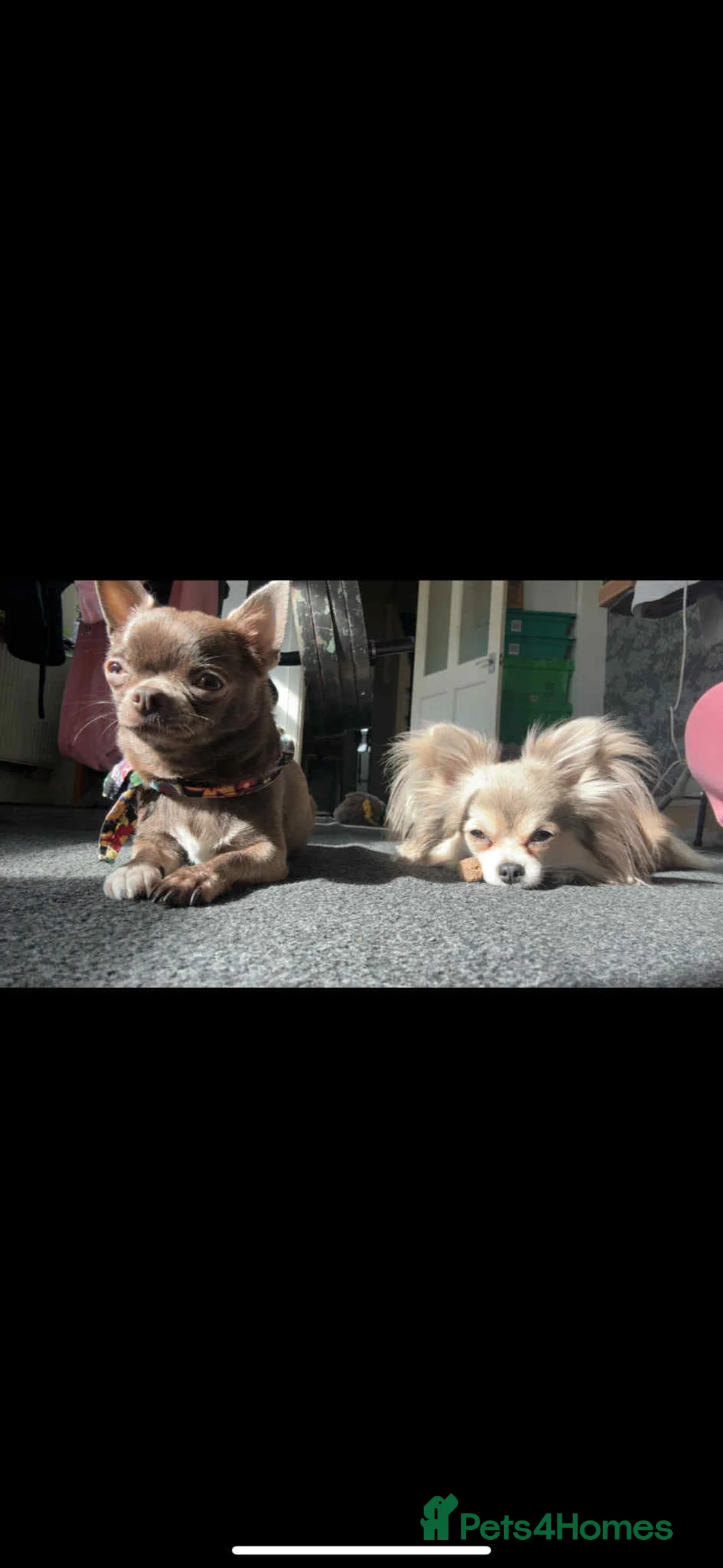 Chihuahua dogs for sale: Last boy KC REG chihuahua Champ/russian READY NOW - Advert 28