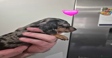 Miniature Dachshund dogs - Advert 5