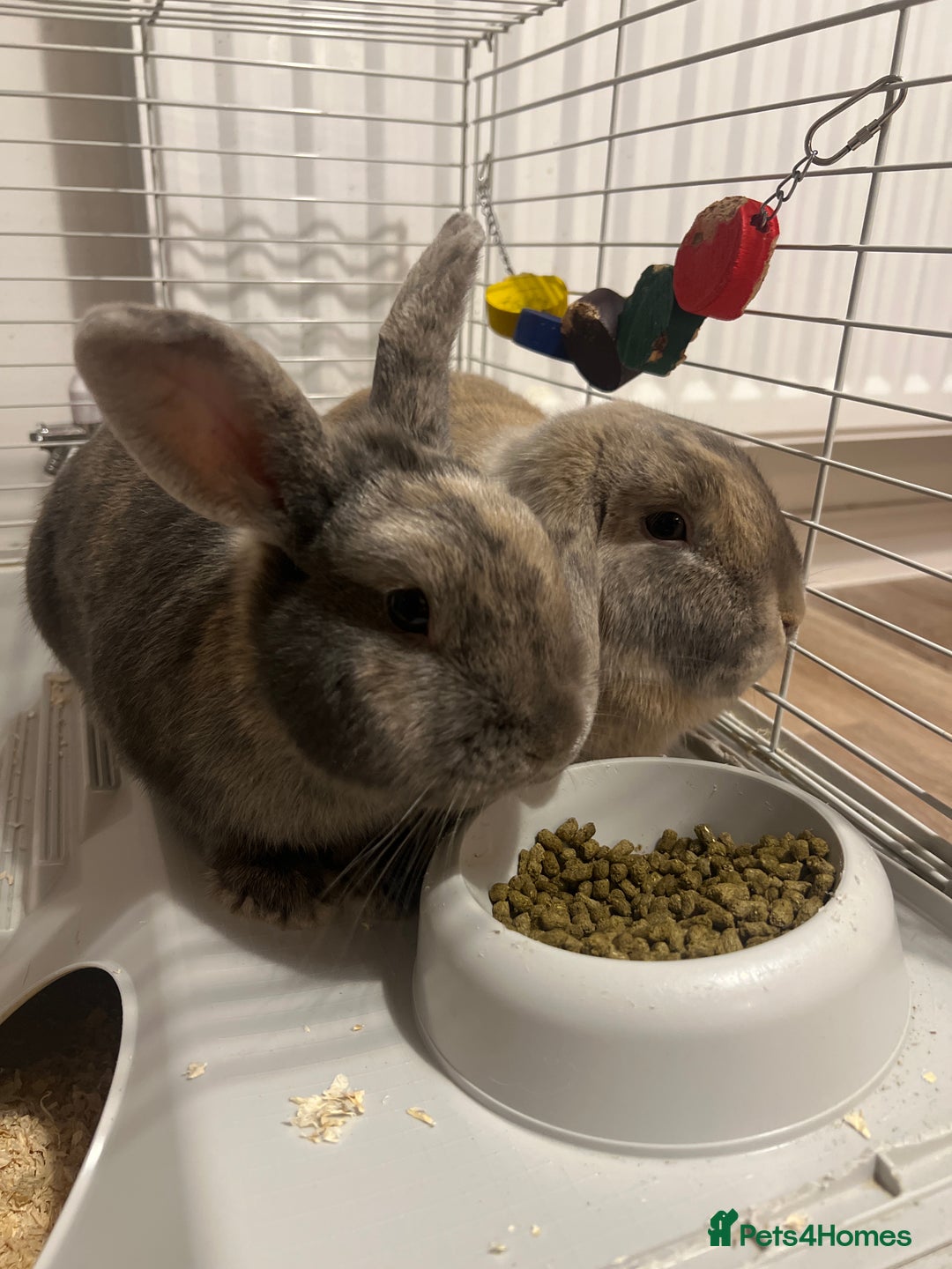 Mixed Breed rabbits for sale: Two sister rabbits looking for a new home.  - Advert 1