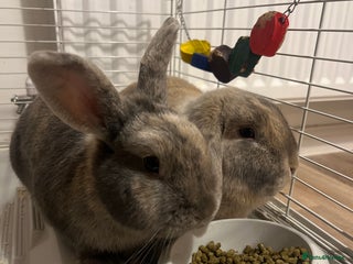 Mixed Breed rabbits Two sister rabbits looking for a new home. - Advert 1