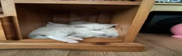 Ragdoll cats for sale: 3 Lilac Blue Ragdoll Little Girls 9wks old  in Colchester - Advert 13