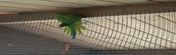 Ringnecks birds for sale: Baby ringnecks - Advert 5