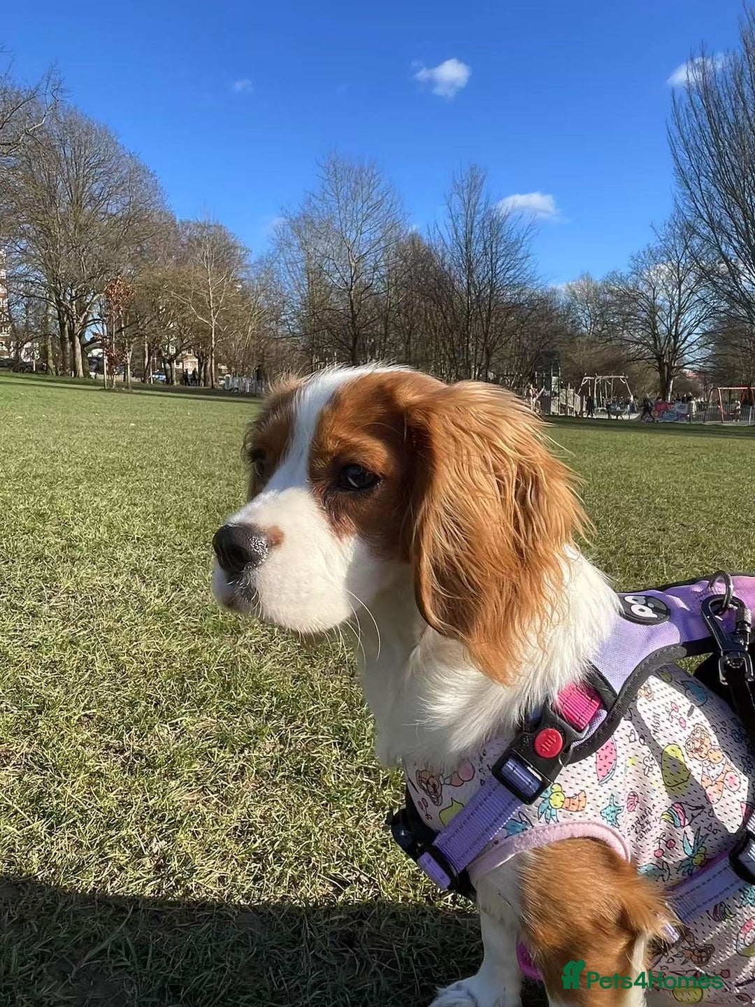 Cockalier dogs for sale: Cavalier Puppy–Loving, Healthy, and Full of Joy - Image 17