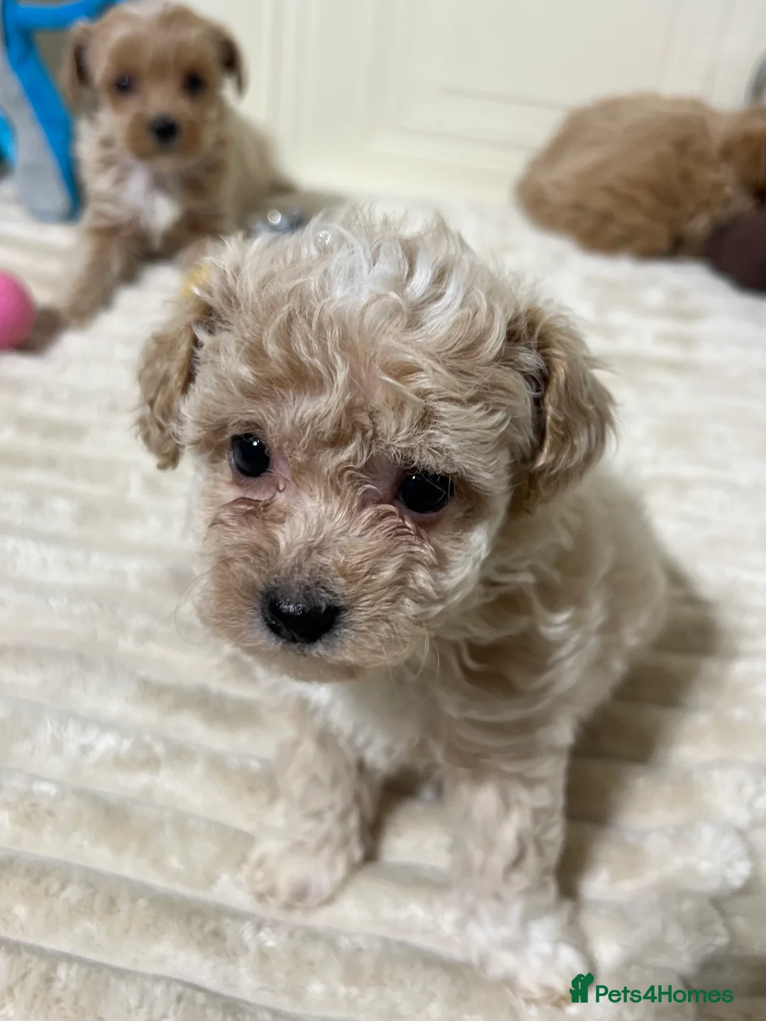 Maltipoo dogs for sale: 🩷3 Gorgeous Maltipoo Puppies🩷 - Advert 12