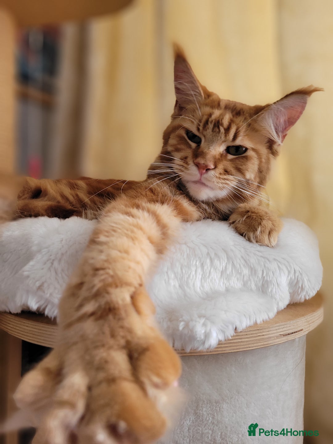 Maine Coon cats for sale: Purebred Maine Coon kittens - Advert 11