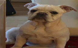 French Bulldog dogs for sale: Frenchie for sale - Image 5
