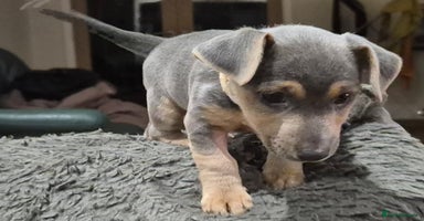 Jack Russell dogs - Advert 4