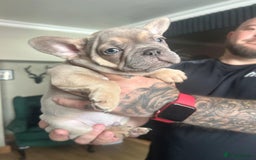 French Bulldog dogs for sale: French bulldog puppies  - Image 1