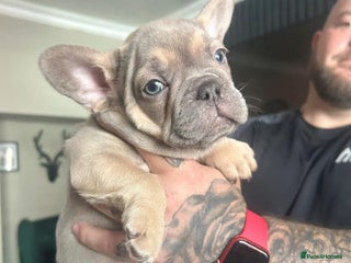French Bulldog dogs - Advert 2