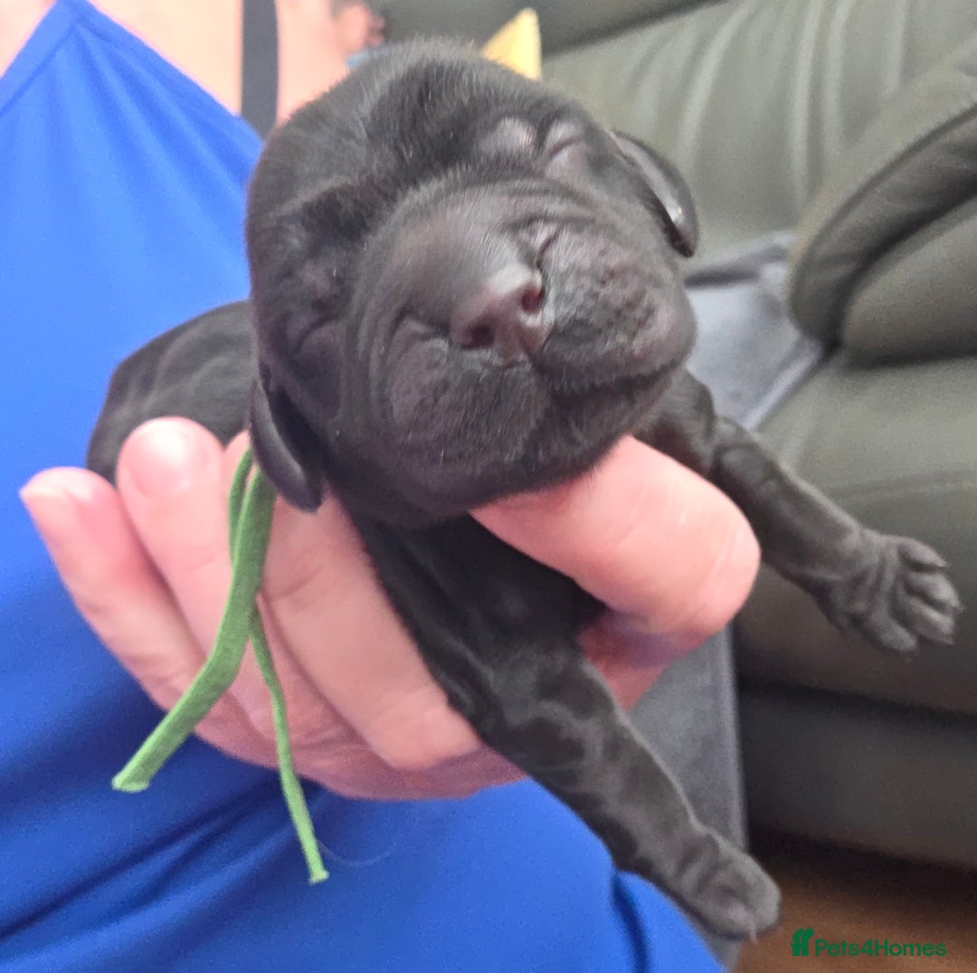 Cocker Spaniel dogs for sale: Born 19/9/25 Show Quality Health Tested Stunning - Image 3
