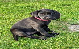 Labrador Retriever dogs for sale: Black Labrador Retriever - Image 12
