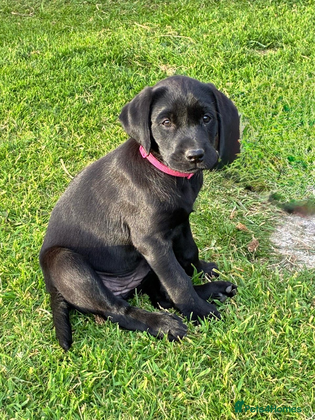 Labrador Retriever dogs for sale: Black Labrador Retriever - Image 12