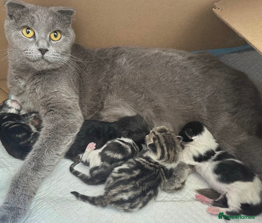 Scottish Fold cats for sale: Teddy 🤎🤍Adorable Scottish Fold Boy 🧸🦉  - Image 4