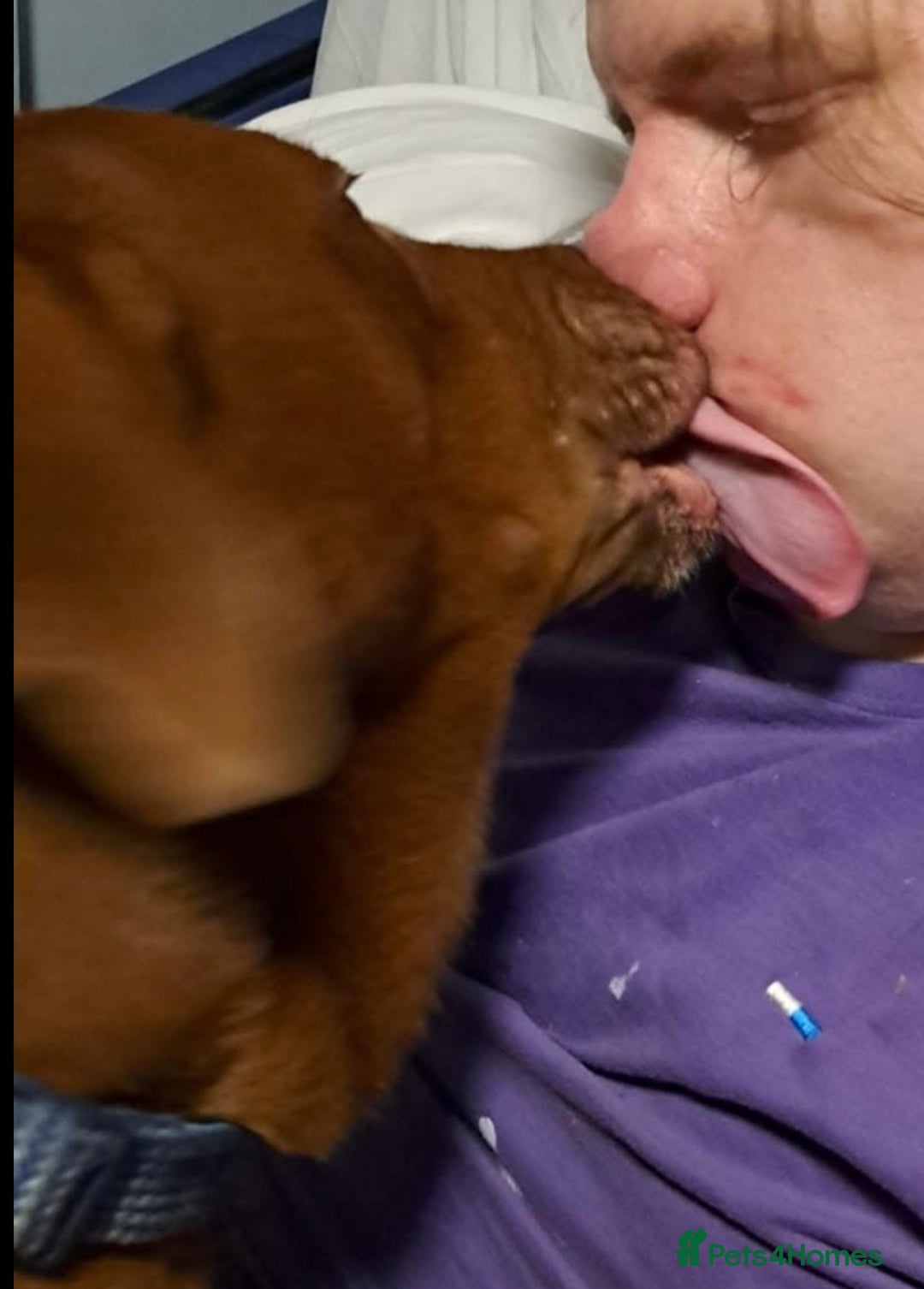 Labrador Retriever dogs for sale: Labrador Puppies - Advert 36