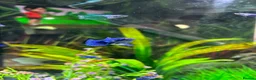 Bettas fish for sale: Mixed betta fish  - Advert 37