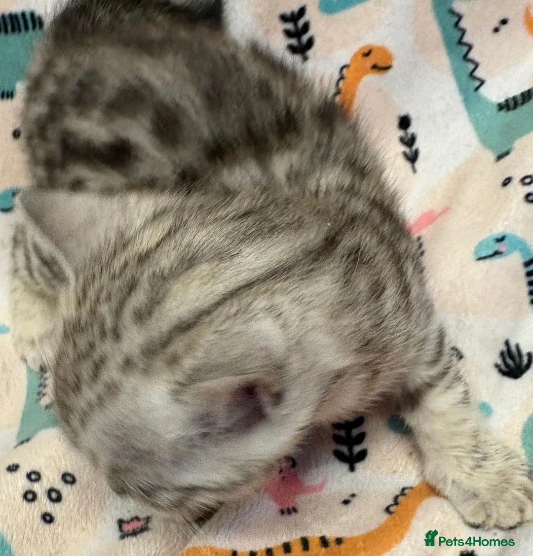 Bengal cats for sale: Stunning Tica reg Bengal kittens  - Advert 24