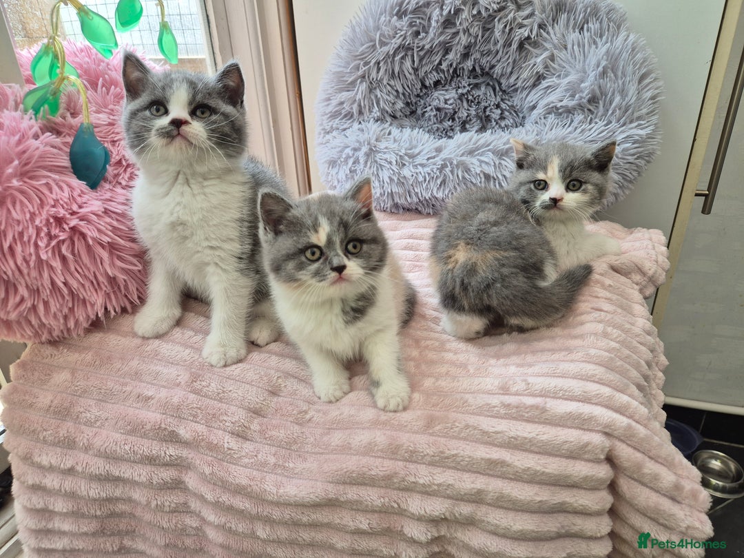 British Shorthair cats for sale: GCCF reg with champions in pedigree - Image 5