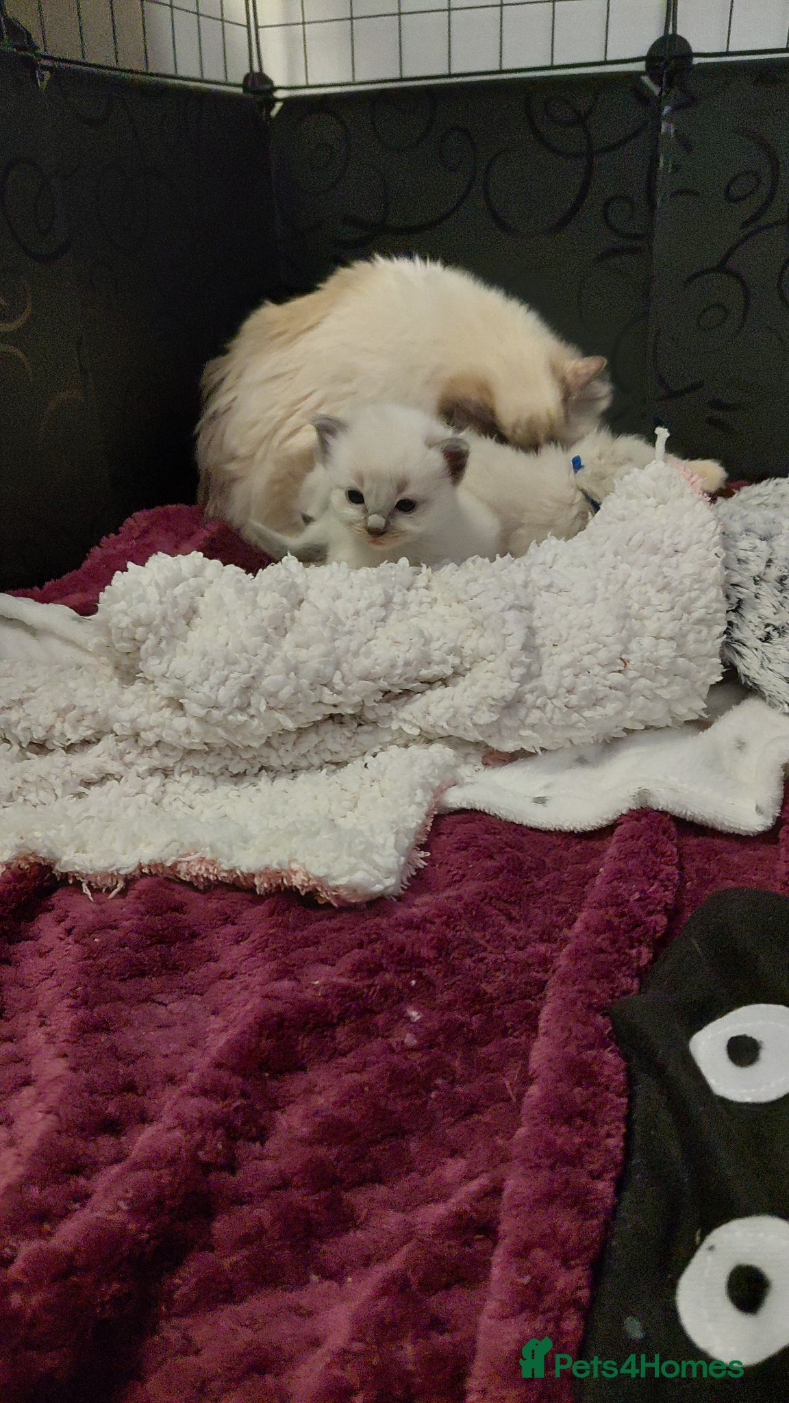Ragdoll cats 2 girls left absolute beautys - Advert 3