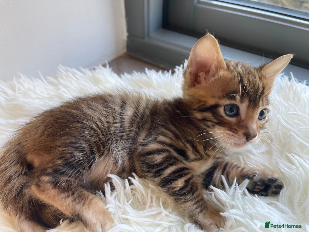 Toyger cats for sale: Full Pedigree Toyger Kittens Last Litter of 2025 - Image 26