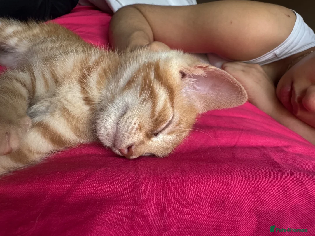 British Shorthair cats for sale: Elio ginger kitten for sale  - Advert 2