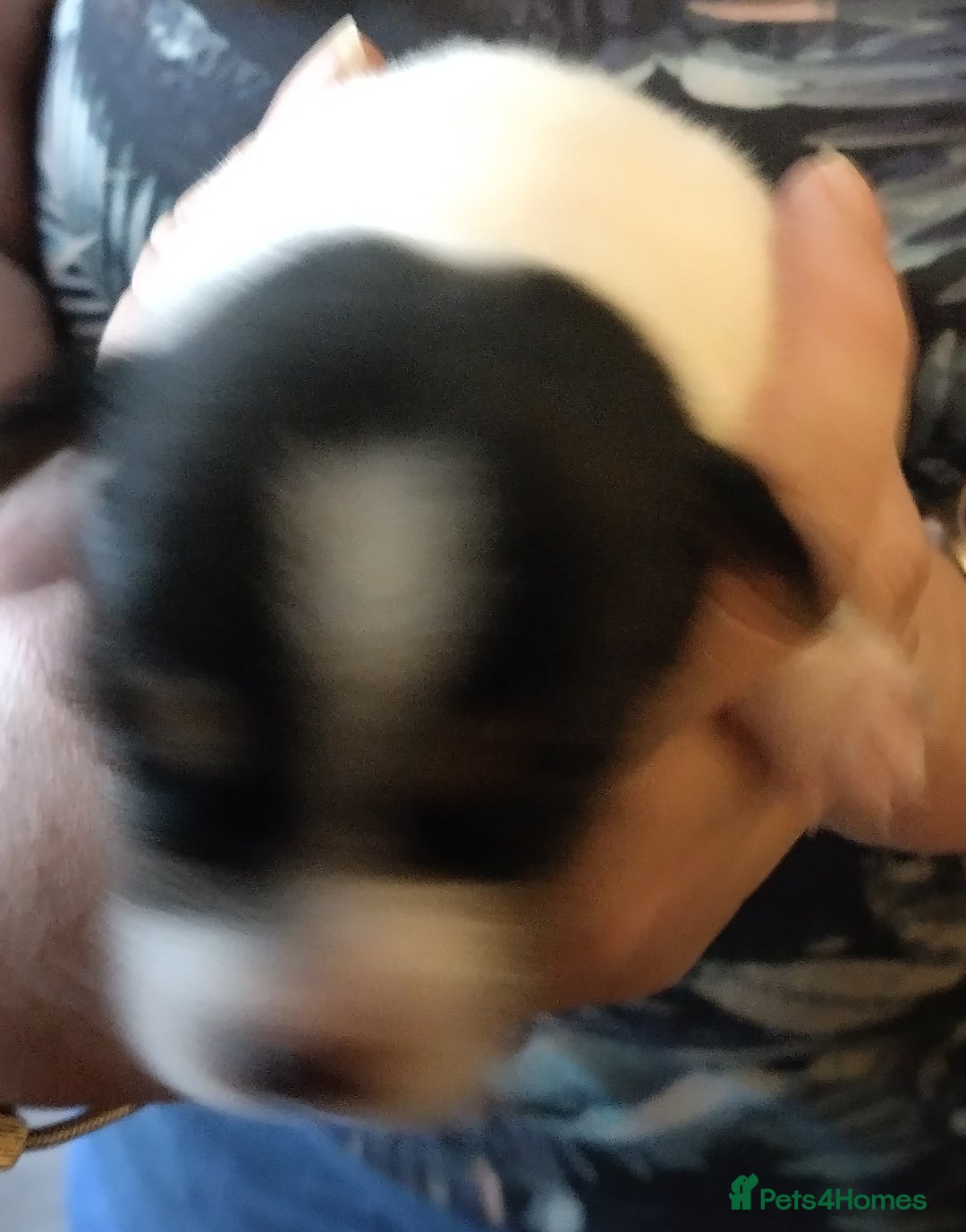 Jack Russell dogs for sale: Jack Russell litter  - Image 3