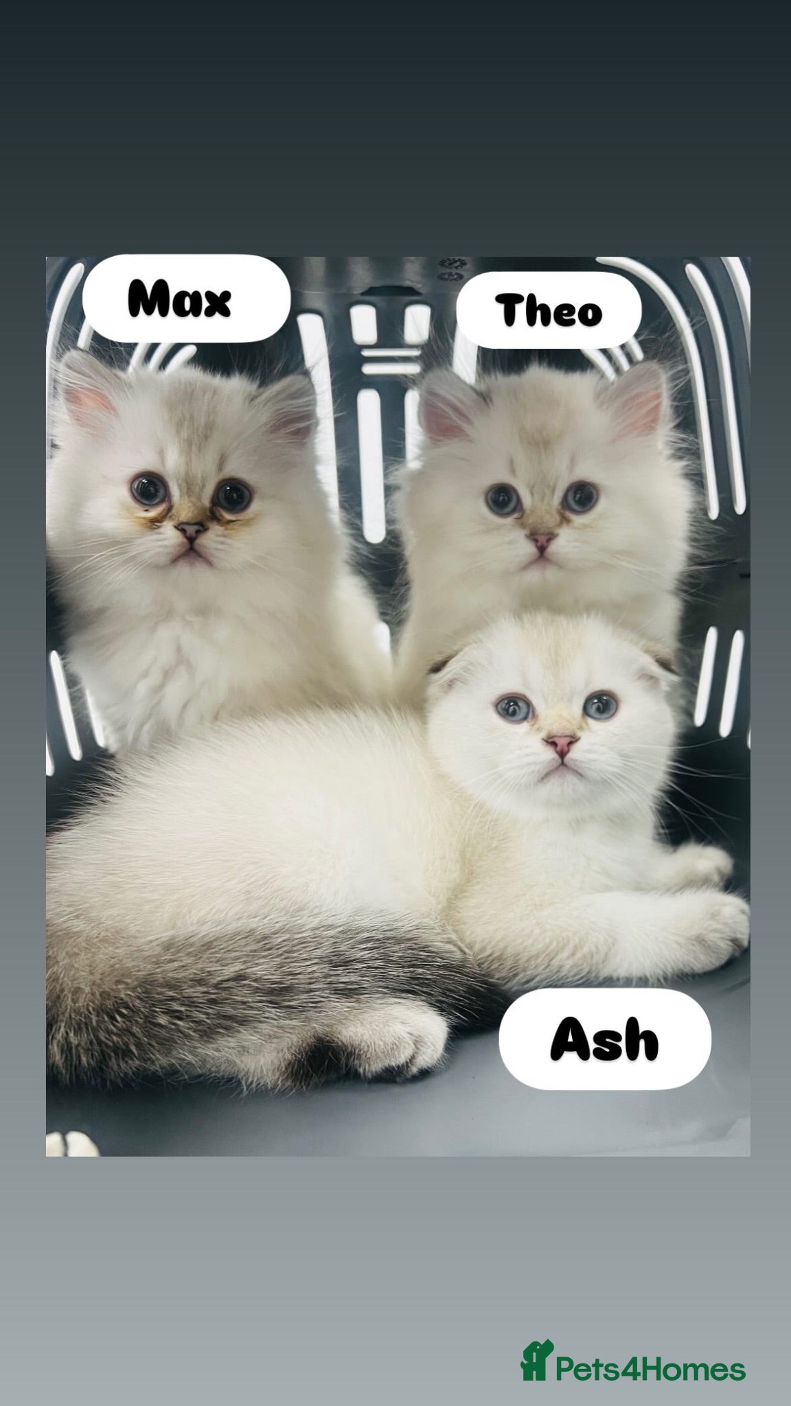 Scottish Fold cats Pedigree pure breed boy kittens  - Advert 2