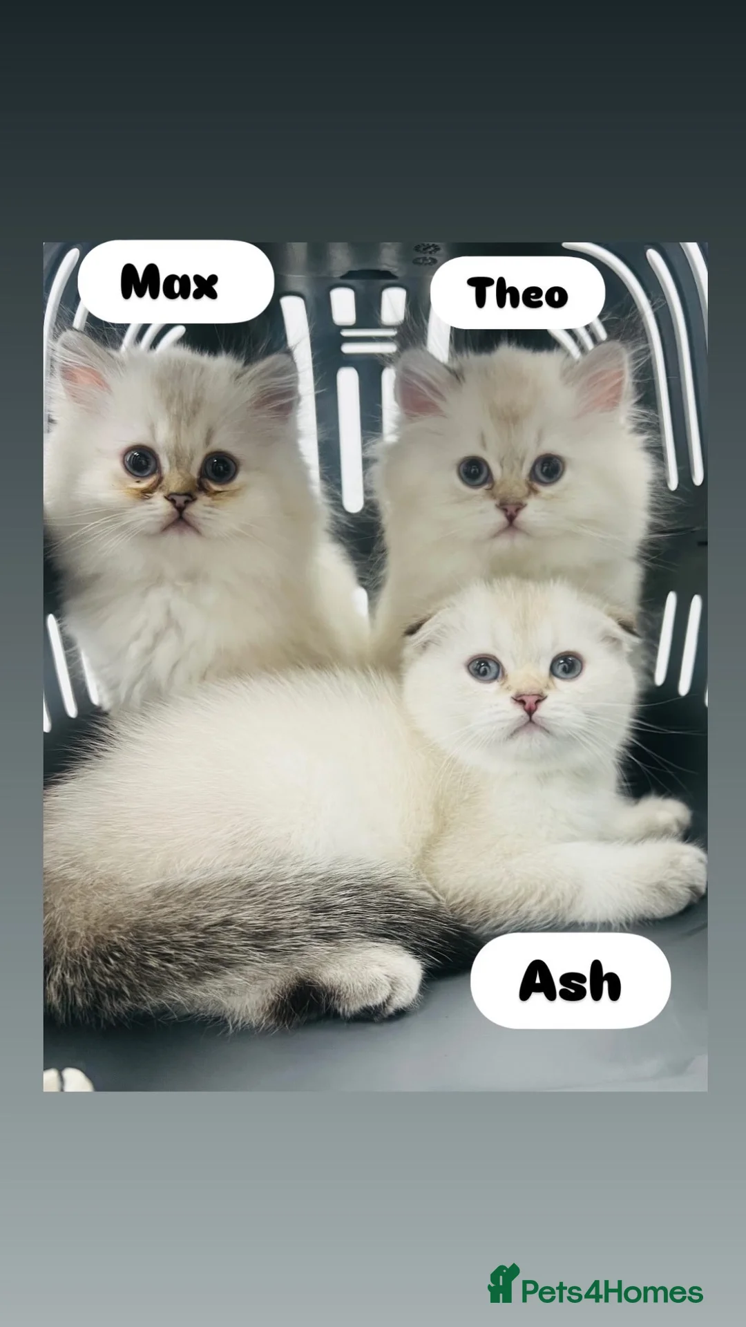 Scottish Fold cats for sale: Top quality/rare boy kittens From inter-champion  - Advert 2